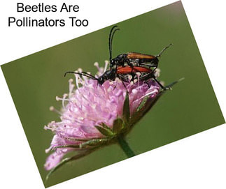 Beetles Are Pollinators Too