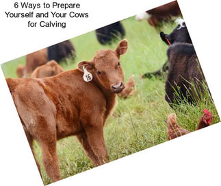 6 Ways to Prepare Yourself and Your Cows for Calving