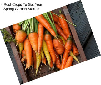 4 Root Crops To Get Your Spring Garden Started