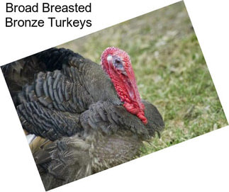 Broad Breasted Bronze Turkeys