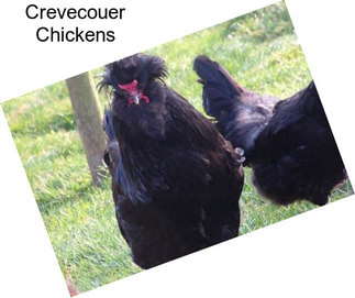 Crevecouer Chickens