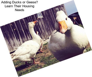 Adding Ducks or Geese? Learn Their Housing Needs