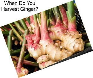 When Do You Harvest Ginger?