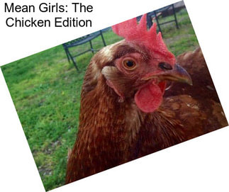 Mean Girls: The Chicken Edition
