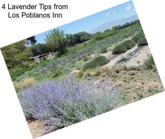 4 Lavender Tips from Los Poblanos Inn