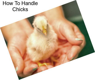 How To Handle Chicks