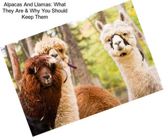 Alpacas And Llamas: What They Are & Why You Should Keep Them