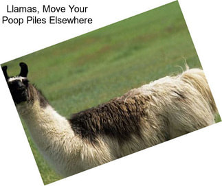 Llamas, Move Your Poop Piles Elsewhere