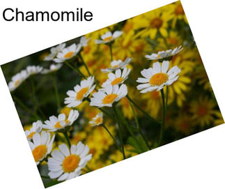 Chamomile