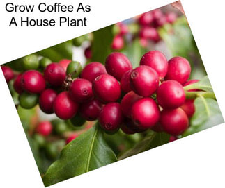 Grow Coffee As A House Plant