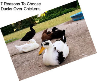 7 Reasons To Choose Ducks Over Chickens