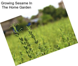 Growing Sesame In The Home Garden