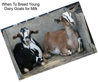 When To Breed Young Dairy Goats for Milk