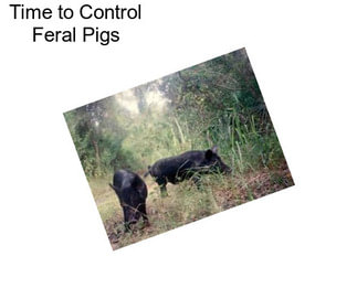 Time to Control Feral Pigs