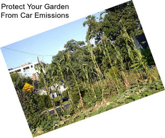 Protect Your Garden From Car Emissions