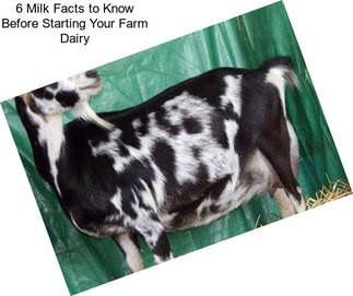 6 Milk Facts to Know Before Starting Your Farm Dairy
