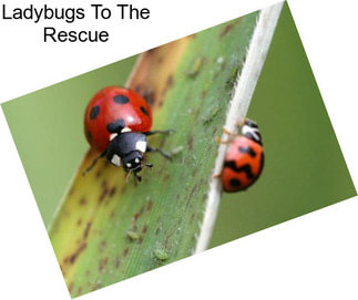 Ladybugs To The Rescue
