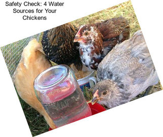 Safety Check: 4 Water Sources for Your Chickens