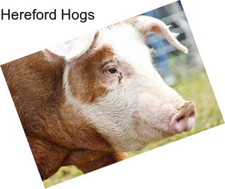 Hereford Hogs