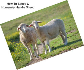 How To Safely & Humanely Handle Sheep