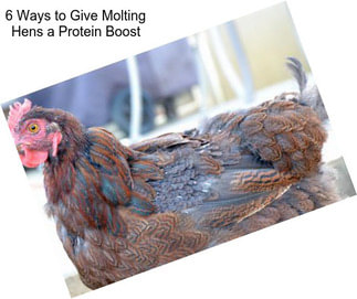 6 Ways to Give Molting Hens a Protein Boost