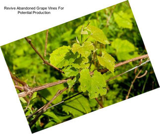 Revive Abandoned Grape Vines For Potential Production