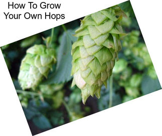 How To Grow Your Own Hops