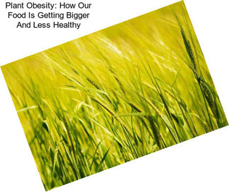 Plant Obesity: How Our Food Is Getting Bigger And Less Healthy