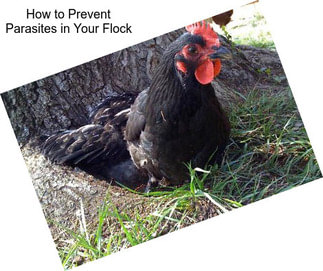 How to Prevent Parasites in Your Flock