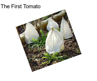 The First Tomato