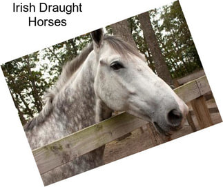 Irish Draught Horses