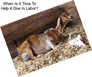 When Is It Time To Help A Doe In Labor?