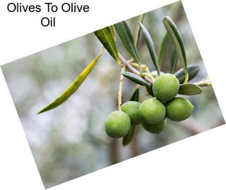 Olives To Olive Oil