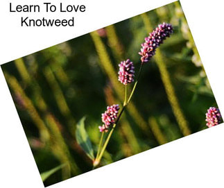 Learn To Love Knotweed