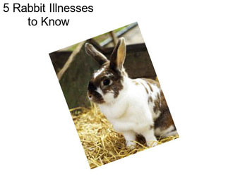 5 Rabbit Illnesses to Know