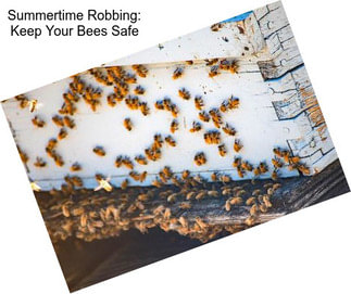 Summertime Robbing: Keep Your Bees Safe