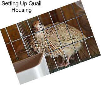 Setting Up Quail Housing