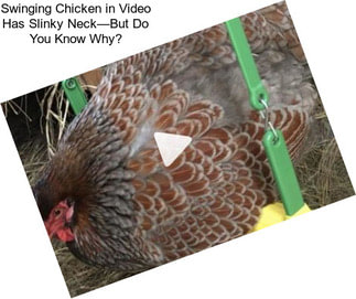 Swinging Chicken in Video Has Slinky Neck—But Do You Know Why?