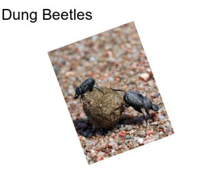 Dung Beetles