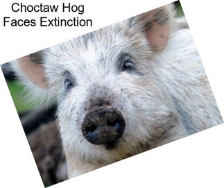 Choctaw Hog Faces Extinction