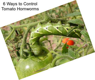 6 Ways to Control Tomato Hornworms
