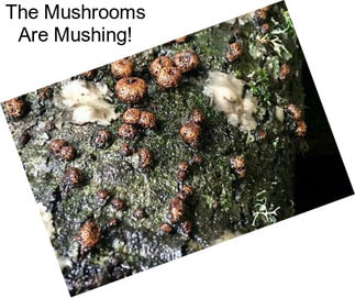 The Mushrooms Are Mushing!