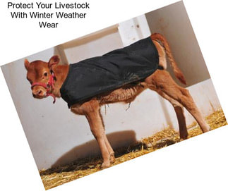 Protect Your Livestock With Winter Weather Wear