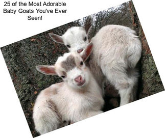 25 of the Most Adorable Baby Goats You\'ve Ever Seen!