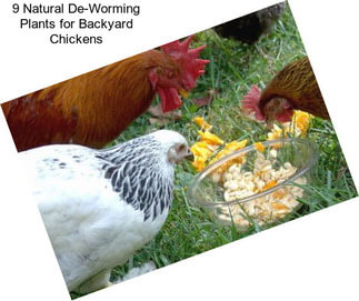 9 Natural De-Worming Plants for Backyard Chickens
