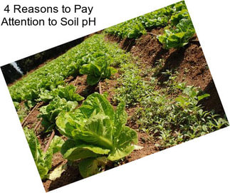 4 Reasons to Pay Attention to Soil pH