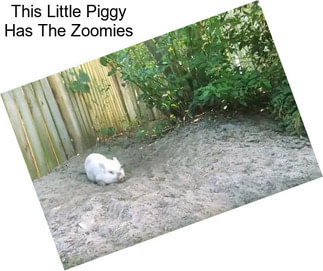 This Little Piggy Has The Zoomies