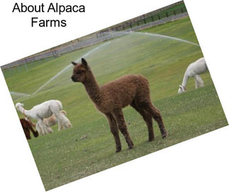 About Alpaca Farms