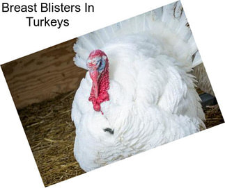 Breast Blisters In Turkeys