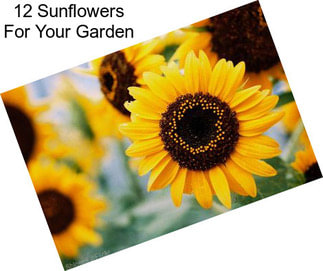 12 Sunflowers For Your Garden